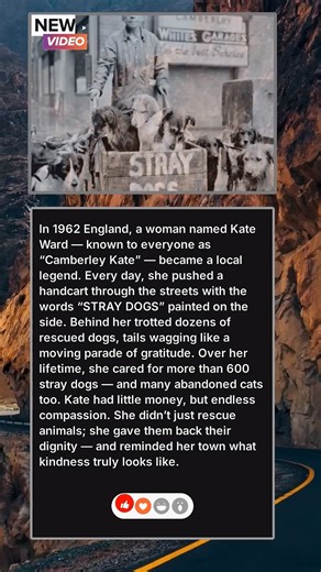 The Stray Dog Lady | Story Time