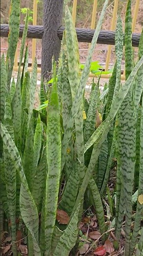 虎尾蘭開花 ＃虎尾蘭 ＃虎尾蘭開花 ＃Sansevieria trifasciata ＃龍舌蘭科