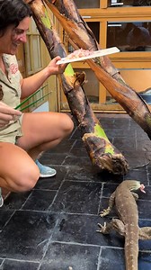 78K views · 1K reactions | Monitor Lizard Climbs Walls like Spiderman Part 3 | The Reptile Zoo | Facebook