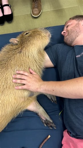 CAPPINESS Shinjuku Capybara Cafe on Instagram: "Capybara + human = friendship goals 💯🤝🥹 #Capybara #카피바라 #คาปิบาร่า #masbro #capybaracafe #animalcafe #dogcafe #catcafe #animal #tokyo #shinjuku #takadanobaba #cappiness"