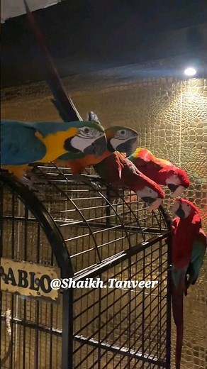 Talking Macaws #BlueandGoldMacaws #GreenWinedMacaws #HarlequinMacaws #ShaikhTanveer