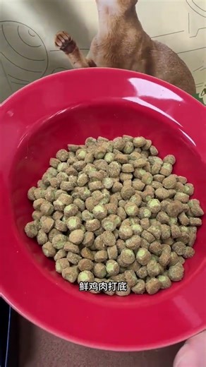 Honest One Bite's Cat Food: The Ultimate Solution for Overweight Cats