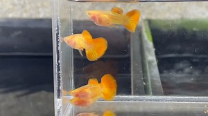 11K views · 307 reactions | Happy Father’s Day!  To all loving wives and children, if you want make your husband/father happy, just message us, padalhan natin guppy  Check out these island born Albino Red Dragon Snakeskin Glass Belly Short Body  #MRGuppy #DeepBlue | MR Guppy | Facebook