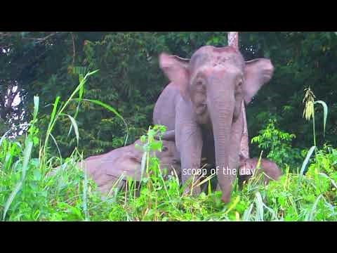 Baby elephant brestfeeding nursing in wild A rare moment to share