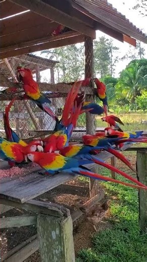 Up Close with Wild Macaw Parrots During Feeding Time