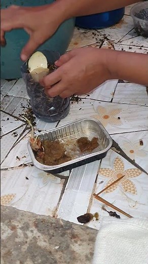 cara tanam labu siam dari biji hingga tumbuh subur |mudah untuk pemula