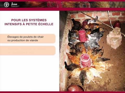 Aviculture familiale - Évaluation des systèmes de production avicole