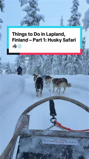Things to Do in Lapland, Finland – Part 1: Husky Safari 🐺❄️ If you go to Lapland and don’t do a husky safari… what are you even doing? 😅 You’ll share a sled with one other person, one drives, one rides - and halfway through you switch. And yes, you are truly mushing the husky team yourself!! It’s fast, it’s peaceful, and the dogs are SO excited to run. ✨ Save this for your Lapland itinerary and tell me - would you drive or ride first? #finland #dogsledding #lapland #visitlapland #snowactivitie