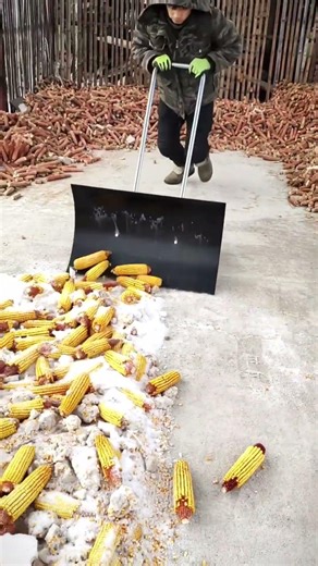 This Tool Makes Moving Corn So Easy! 🌽