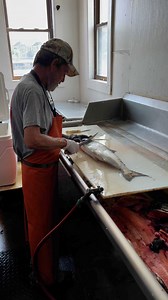 How to Clean A Salmon 🍣 #howto #educational #fish #salmon | Coots Lures