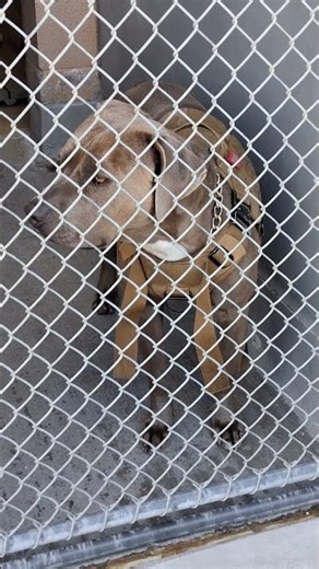 This Adorable Pitbull 🥹💖 LOVES Kids & Families — Why Isn’t She Adopted Yet? 🐾