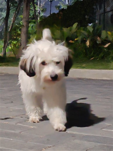 #xiaobo小泊 #萌宠 #狗狗 #puppy #宠物