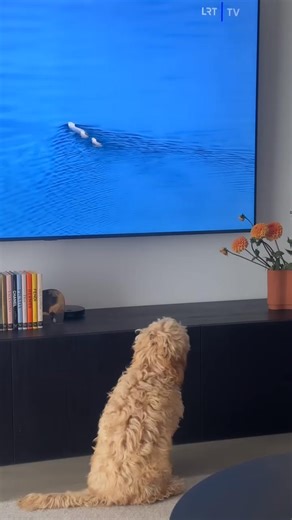 2.7K views · 77 reactions | Wild at heart  Watching the great outdoors from my comfort zone   @kimi_cockapoo | Cockapoo Dog | Facebook