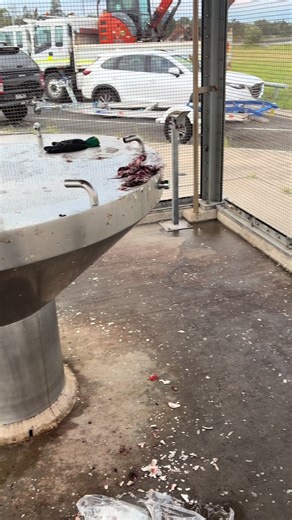 How to Clean Fish Properly