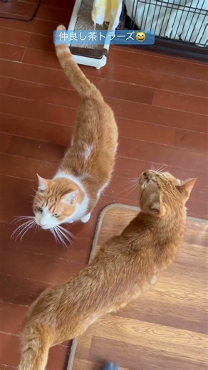 #保護猫 #ねこ #里親探し #茶トラ