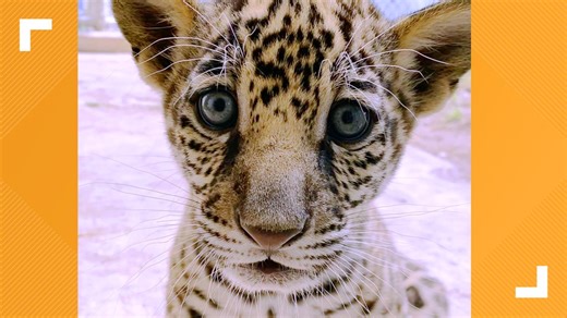 Jaguar cub at the Jacksonville Zoo officially has a name