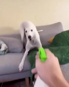 So funny 😂🤣🤪 Credits: @kewpie.pawtootie on TT | Whippet Dog