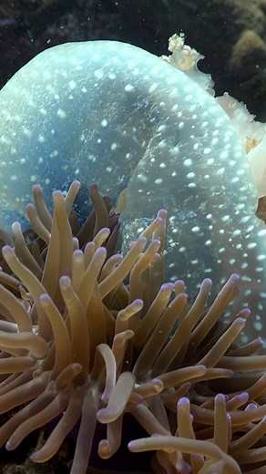 Did you know that anemones are carnivorous creatures? #jellyfish #prey #anemone In this video, you can see an anemone catching and devouring a jellyfish. The anemone's tentacles are covered in tiny, stinging cells called nematocysts, which it uses to immobilize its prey. As the jellyfish gets closer, the anemone's tentacles wrap around it, and it begins to consume the jellyfish's body. It's a fascinating and slightly gruesome sight to see nature at work! #natureisamazing, #underwaterworld, #mari