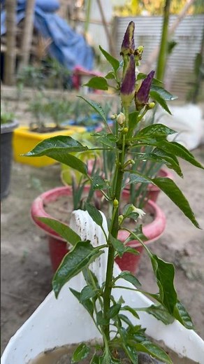 Chilli plant care tips from insect by using homemade techniques #plants #nature #garden #chilli