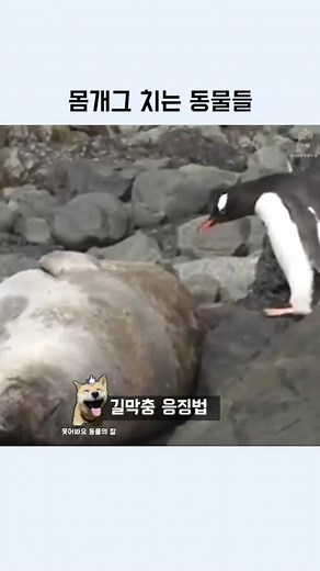 웃긴 동물 짤 모음집