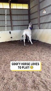That's a goofy horse 🐴😂 | Dad Jokes