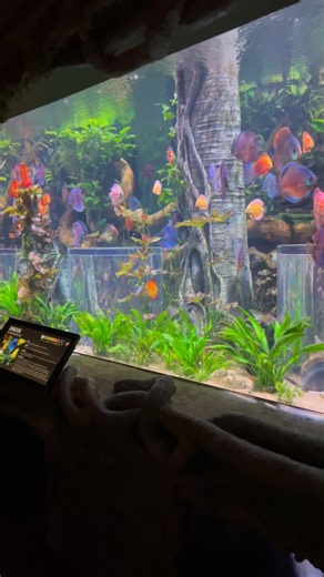 Mark Chen on Instagram: "Impressive discus tank at WOW @wondersofwildlife in Springfield Missouri 🙌 #fishtank #aquarium"