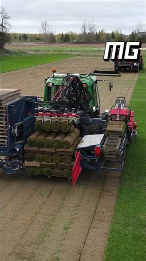 Satisfying Turf Harvesting Process | Cutting, Rolling, and Stacking Sod