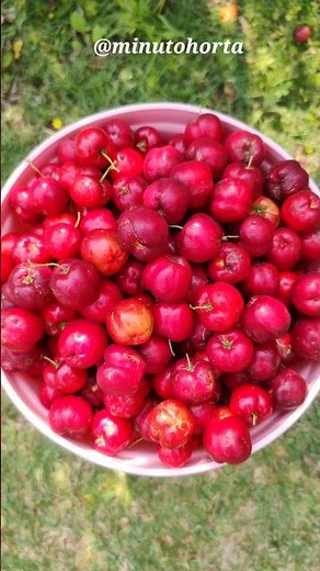 Giant Acerola 🍒
