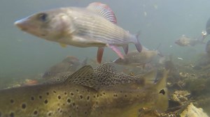 18K views · 337 reactions | With moving house I've missed out on my Autumn Chalkstream fieldwork, so here's a snippet from the archives. The beauty of those trout and grayling in motion ! | David Miller Art | Facebook