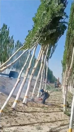 Directional Felling Techniques Known to Expert Tree Fellers