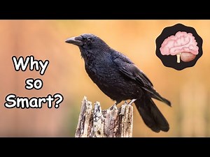 Crow Intelligence: Secrets of the Smartest Bird