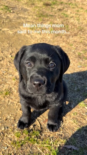 Luna’s Black Lab Life on Instagram: "Mean things, mom said to me this month, honestly just this week 😂😇 #blacklabpuppy #blacklab #labpuppy #puppylife #blacklabsofinstagram"
