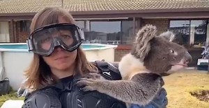 Aussies trick TV reporter into wearing body armour to hold koala, hilarious video goes viral