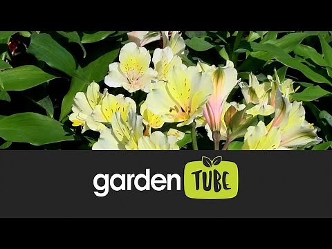 Exploring the beauty of the Inca lily