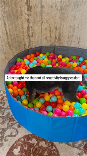 Madelyn | Dog Trainer on Instagram: "Atlas doesn’t lunge. Doesn’t growl. Doesn’t show his teeth. He just barks. A lot. Especially when he’s startled or overstimulated. For the longest time, I didn’t think it was “real” reactivity because it wasn’t aggressive. But reactivity isn’t about aggression. It’s about an overactive stress response that can’t regulate. Atlas’s barking is his way of saying “I’m not sure about this.” It’s communication, not misbehavior. Once I understood that, I stopped tryi