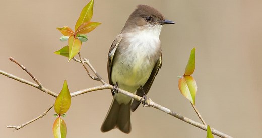Eastern Phoebe Identification, All About Birds, Cornell Lab of Ornithology