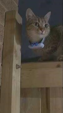 BEST GPS TRACKER FOR CATS #shorts