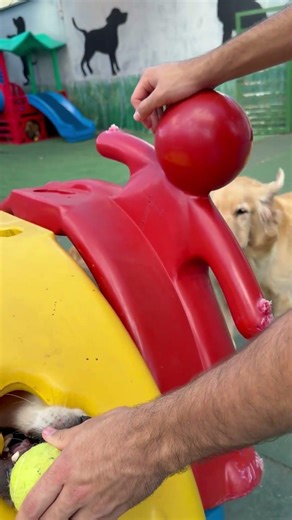Eles amam a bolinha 🎾 #animais #goldenretriever #cachorrosdivertidos