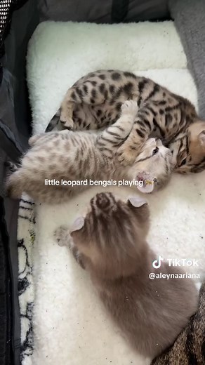Snow Mink Bengal Kittens Playing: Cute and Playful Moments