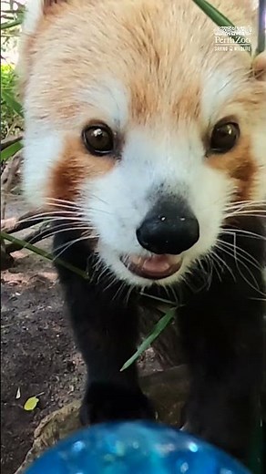 Red Panda Target Training | Perth Zoo