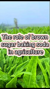 456K views · 8.8K reactions | #planting #farming #farmer #plant #garden #gardening #agriculture #gardeningtips #farmlife #gardening101 #farmingtiktok #planttips #vegetables #farmingtiktok #planttips #planttiktok #gardentiktok #watering #wateringplants | Agriculture 2.1 | Facebook