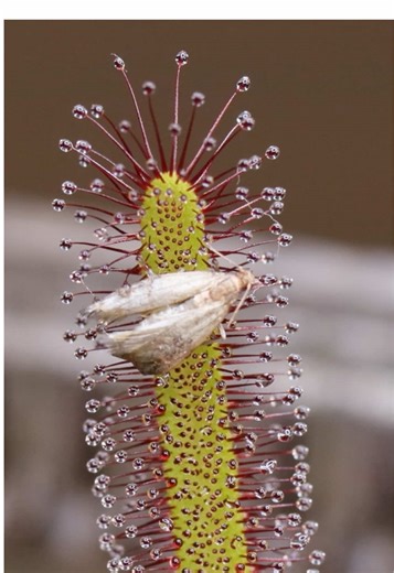The Fascinating World of Cape Sundew Plants