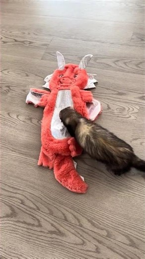 The ferrets are loving this new PetSmart flat dragon