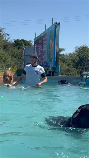 40K views · 1.6K reactions | Labrador pool party!! | Canine Dip and Dive Maldon | Facebook