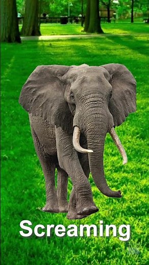 Elephant Noise Sound Effects