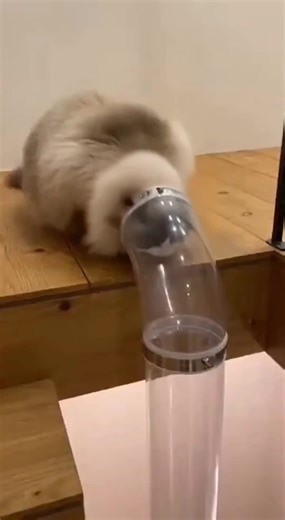 #capybara #smelllikeirishspring #peace | Capybara