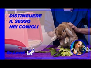 Come riconoscere il sesso del coniglio (il mio coniglio è maschio o femmina?)