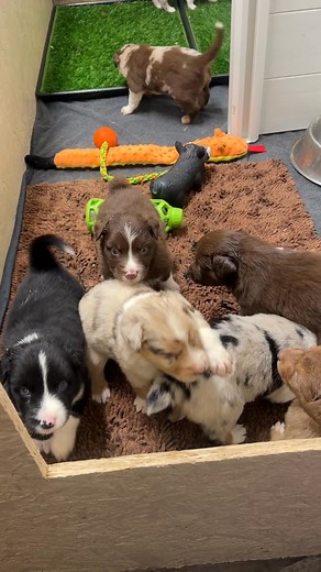 2.6K views · 67 reactions | Startle and recovery! Not only does this help build their confidence in recovering from something that scares them but it also allows me to observe when a fear period has started, which is a normal part of development. | C&C Ranch | Facebook