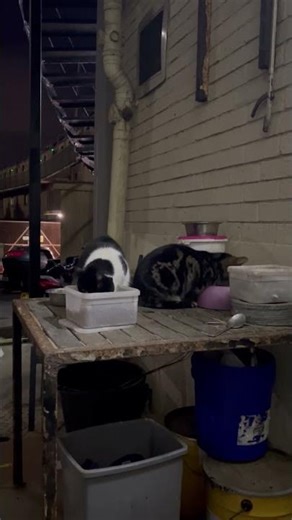 Three female cats for food.