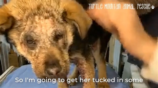 🎄 Christmas Eve Throwback 🎄 Every Christmas Eve, we think about Eve. In 2021, on this very night, Keith rescued a tiny puppy who would come to symbolize everything this season means to us at Turtle Mountain Animal Rescue — hope, compassion, and the magic that happens when a rescue finds their forever home. Eve’s journey reminds us why we do this work. Why the late nights, the hard days, and the never-ending to-do lists are worth it. Because behind every rescue story is a future filled with lov